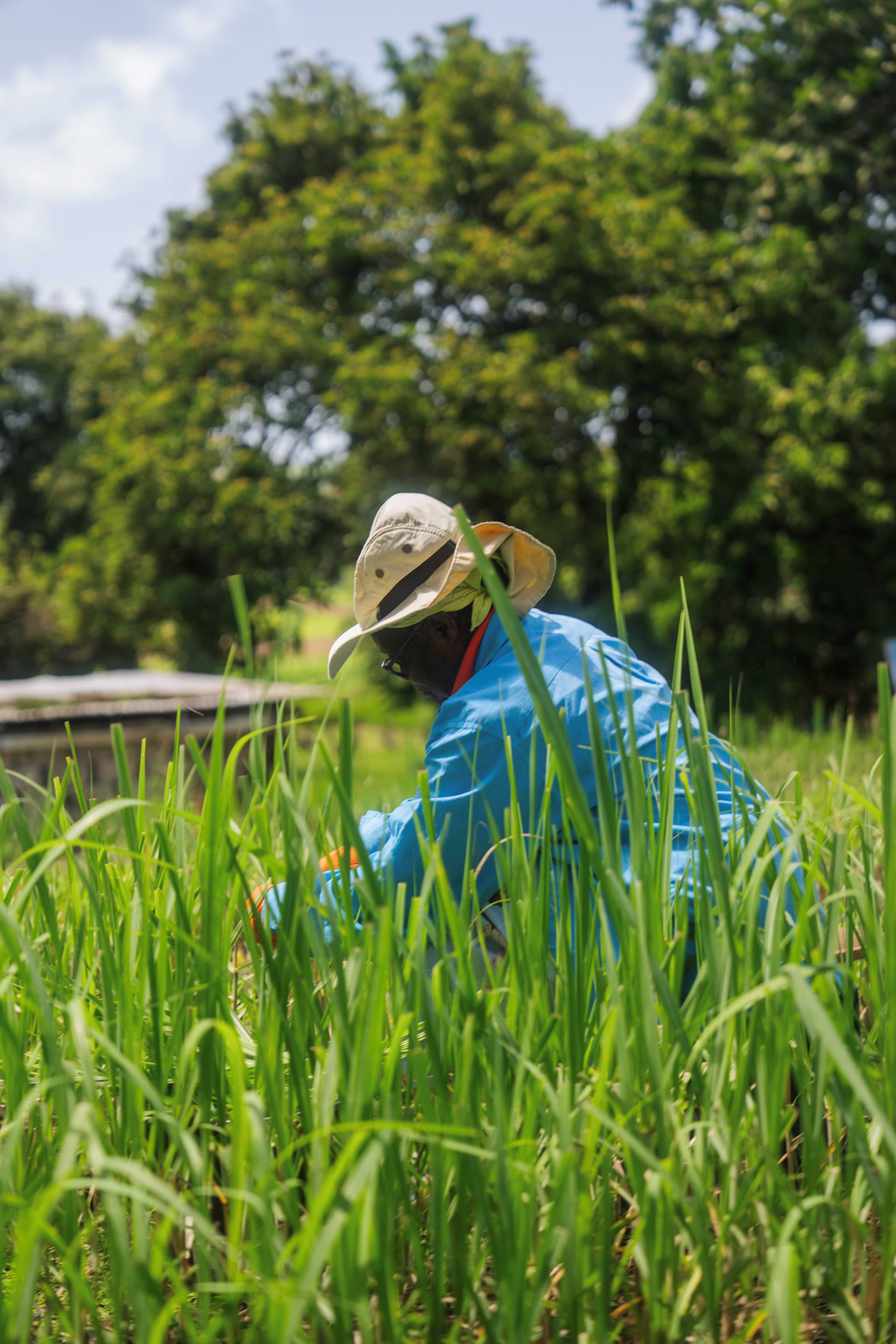 Distillery Barbados 2025 107